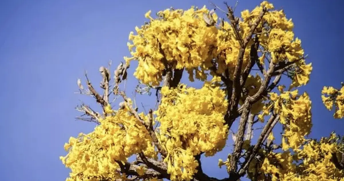 No setembro amarelo, MS tem uma morte por suicídio a cada dia