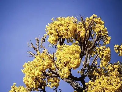 No setembro amarelo, MS tem uma morte por suicídio a cada dia