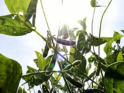 Exportações em MS superam a marca de 5 bilhões de dólares no ano