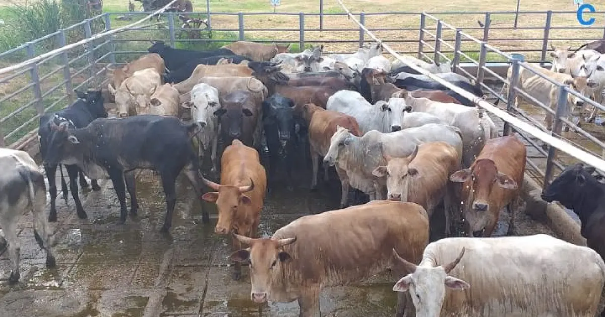 Produção de carne orgânica no Pantanal já abateu mais de 54 mil cabeças