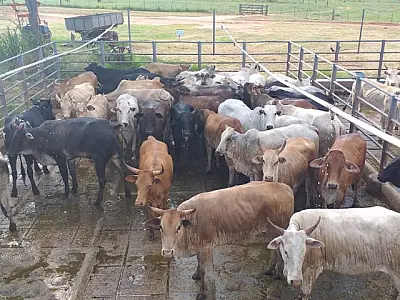 Produção de carne orgânica no Pantanal já abateu mais de 54 mil cabeças