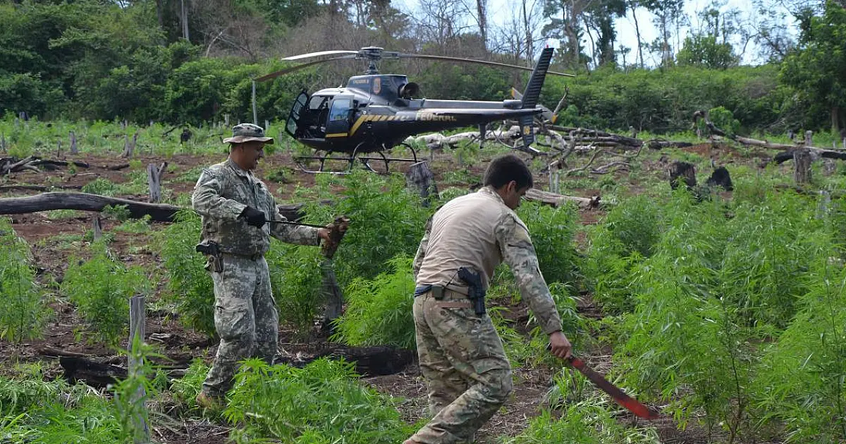 "Nova Aliança" destruiu 748 toneladas de maconha no 9&ordm; dia da operação