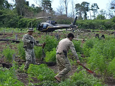 "Nova Aliança" destruiu 748 toneladas de maconha no 9&ordm; dia da operação