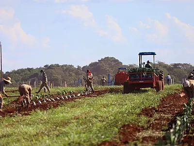 Benefício fiscal concedido pelo governo incentiva a expansão da citricultura em MS
