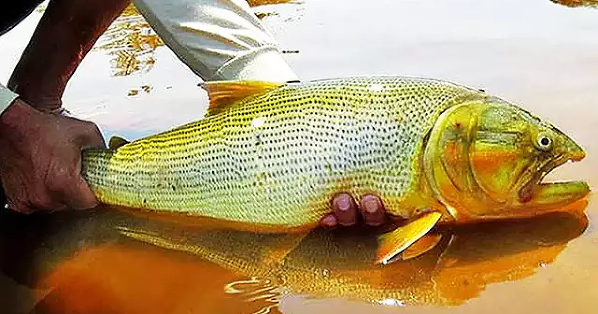 Edital de R$ 110 mil vai financiar pesquisa sobre peixe dourado em Corumbá