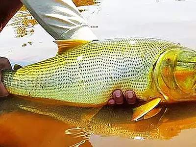 Edital de R$ 110 mil vai financiar pesquisa sobre peixe dourado em Corumbá