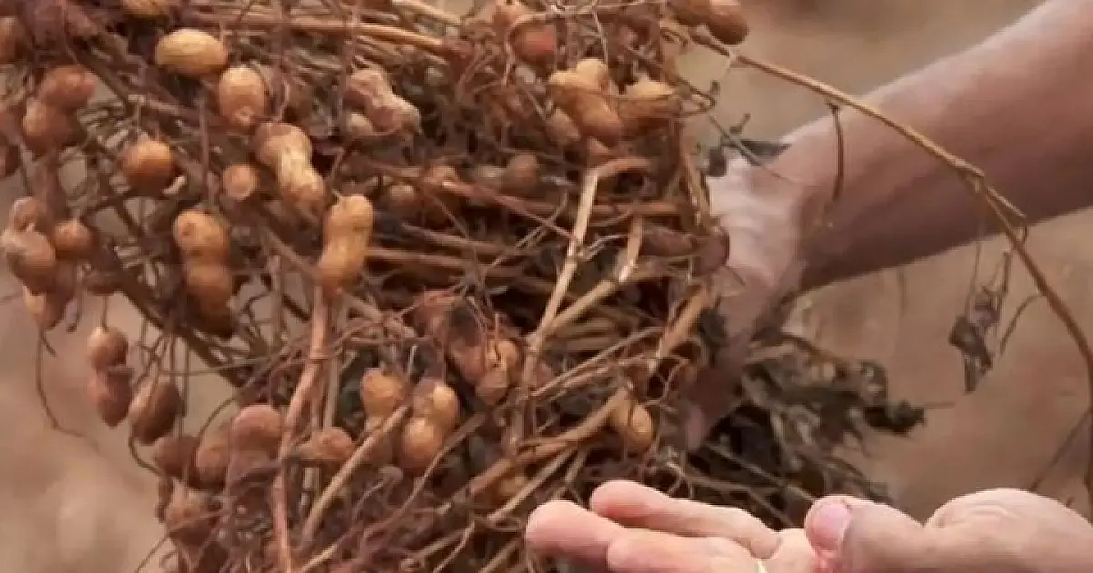 MS expande culturas com aumento na produção de amendoim, mandioca, arroz e feijão