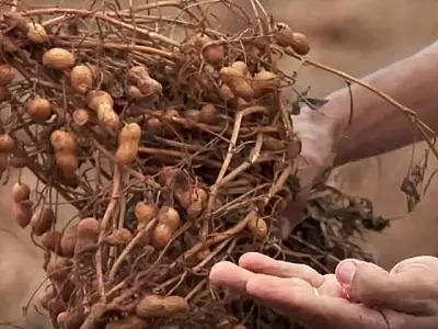 MS expande culturas com aumento na produção de amendoim, mandioca, arroz e feijão