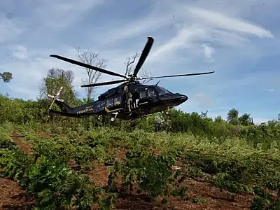Paraguai e Brasil eliminam 965 toneladas de maconha em fazendas na fronteira de MS