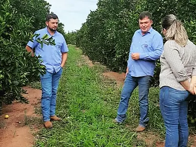 MS prepara Plano Estadual para ampliar a produção comercial de frutas