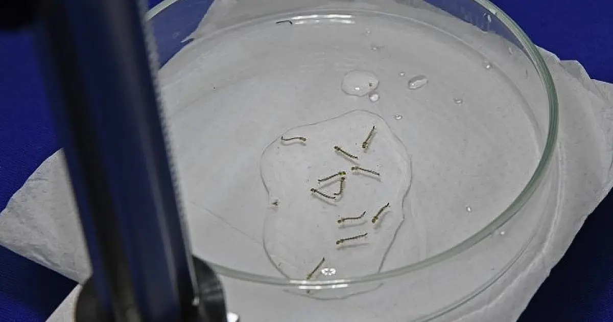 MS registra 15.966 casos confirmados de dengue