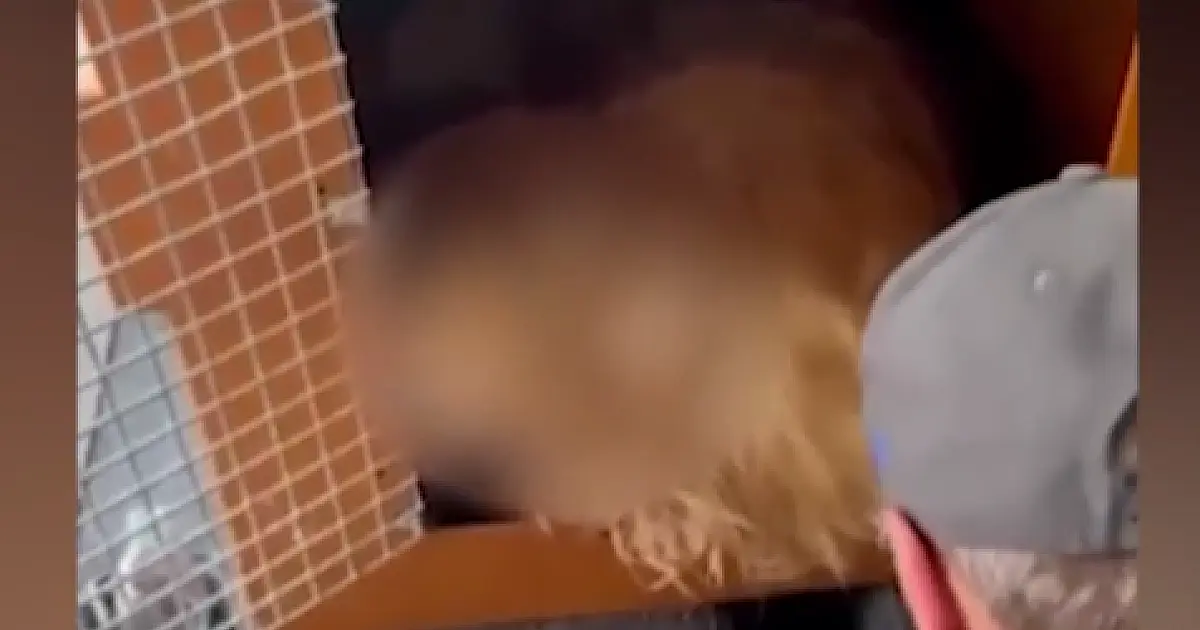 Morte de cão extraviado faz Gol suspender transporte de animais