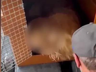 Morte de cão extraviado faz Gol suspender transporte de animais