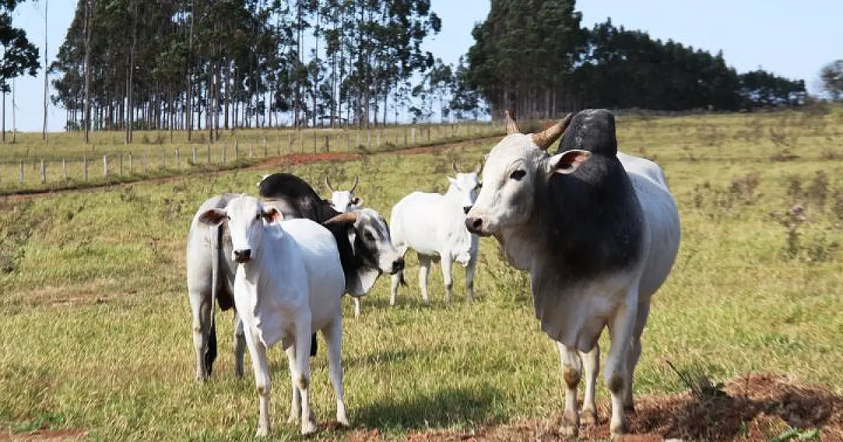 Pecuaristas devem atualizar cadastro de rebanhos até 30 de novembro