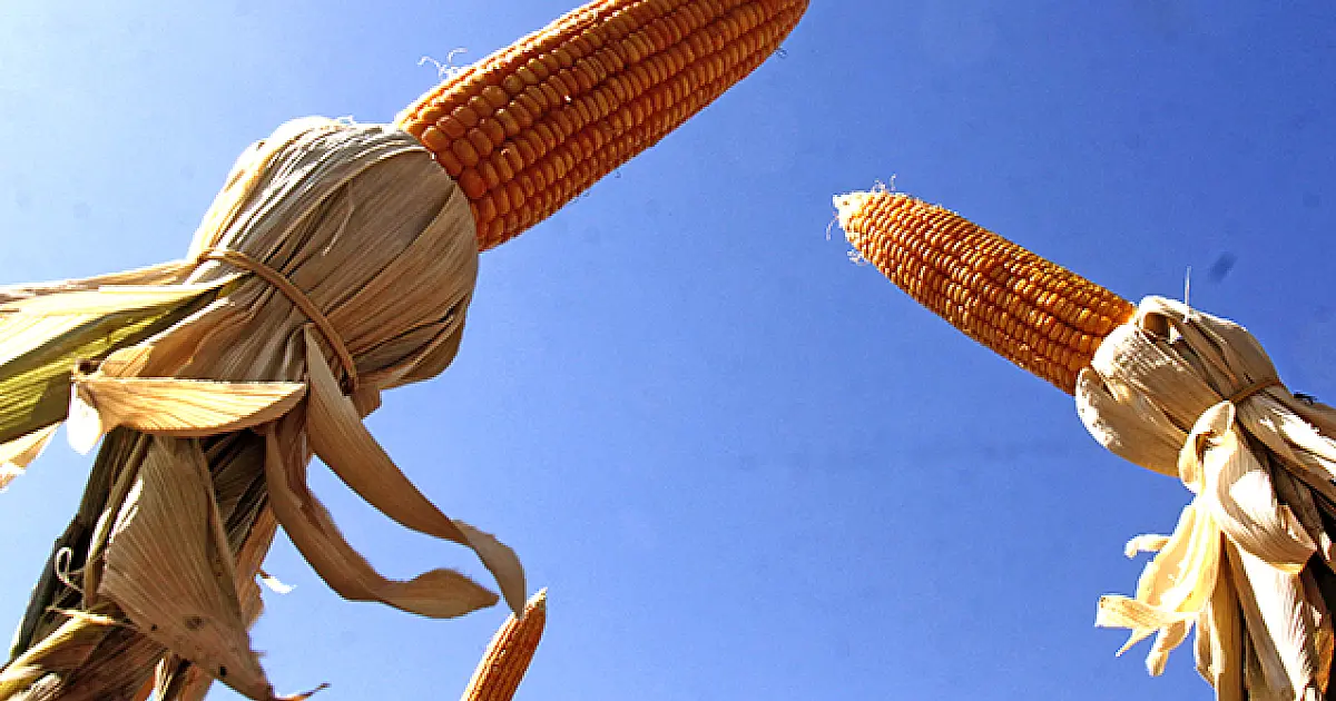Levantamento do IBGE aponta recorde na produção do safrinha em MS