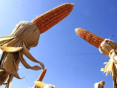Levantamento do IBGE aponta recorde na produção do safrinha em MS