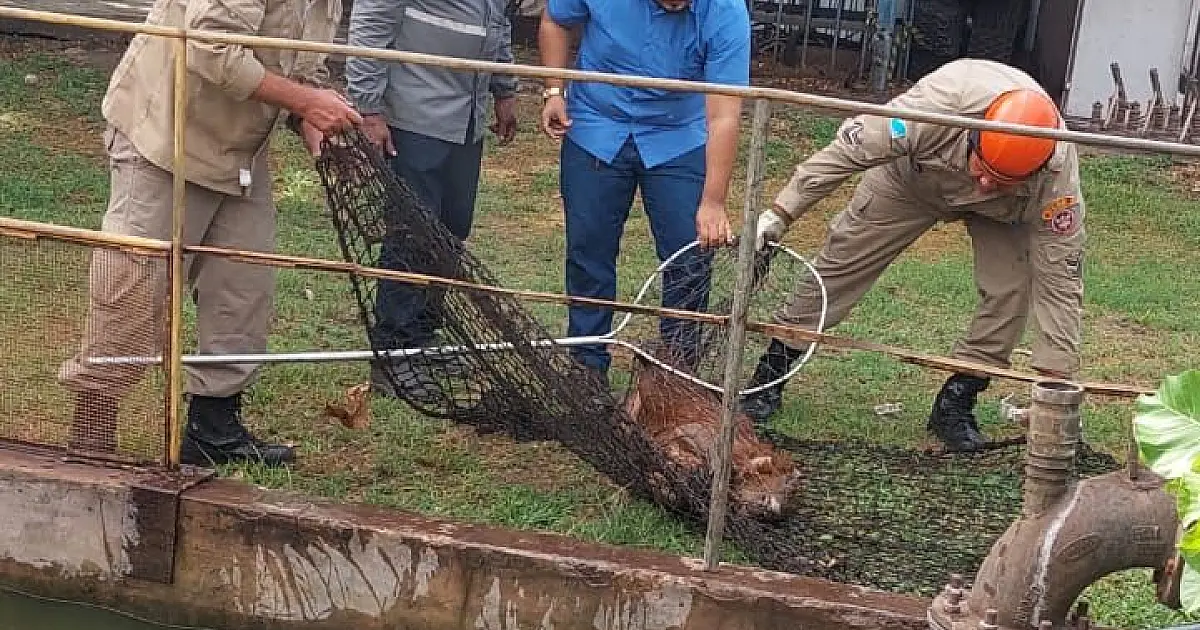 Captura de animais é destaque no plantão dos Bombeiros