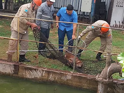 Captura de animais é destaque no plantão dos Bombeiros