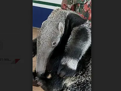 Tamanduá filhote agarrado ao dorso da mãe atropelada é resgatado na BR 262