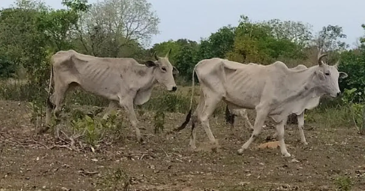 Proprietário rural é multado em R$ 226.500,00 por maus-tratos a animais