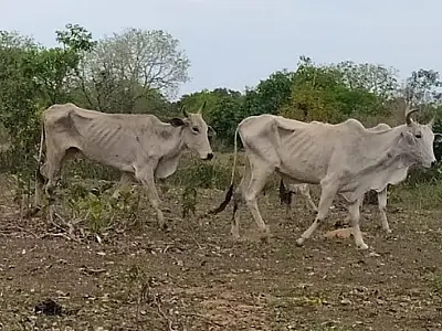 Proprietário rural é multado em R$ 226.500,00 por maus-tratos a animais