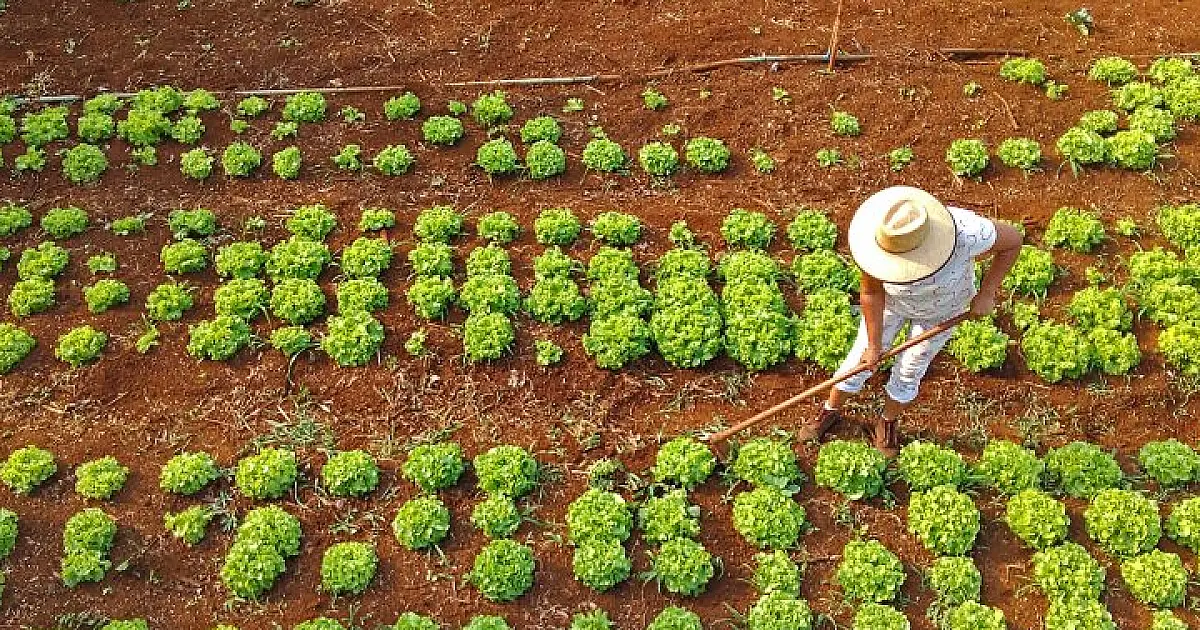 Projeto de criação de agroflorestas em MS vai incluir 800 pequenos produtores rurais