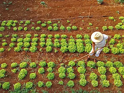 Projeto de criação de agroflorestas em MS vai incluir 800 pequenos produtores rurais