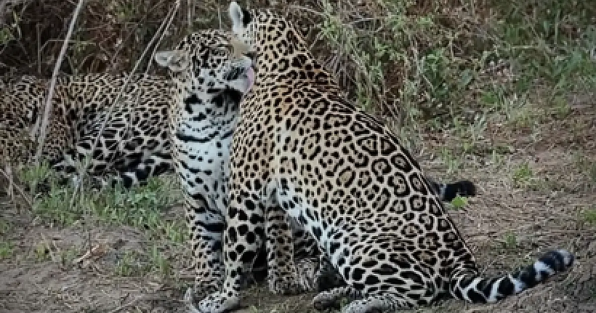 Fotógrafo flagra "banho de gato" entre onça-pintada e filhote no Pantanal