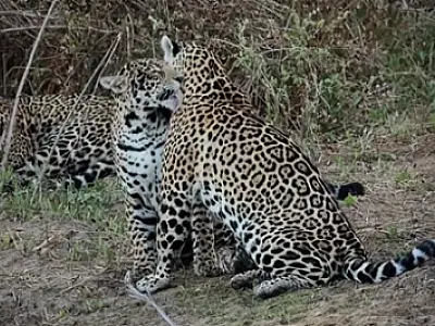 Fotógrafo flagra "banho de gato" entre onça-pintada e filhote no Pantanal