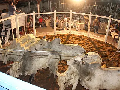 Leilões em novembro movimentam pecuária pantaneira em Corumbá