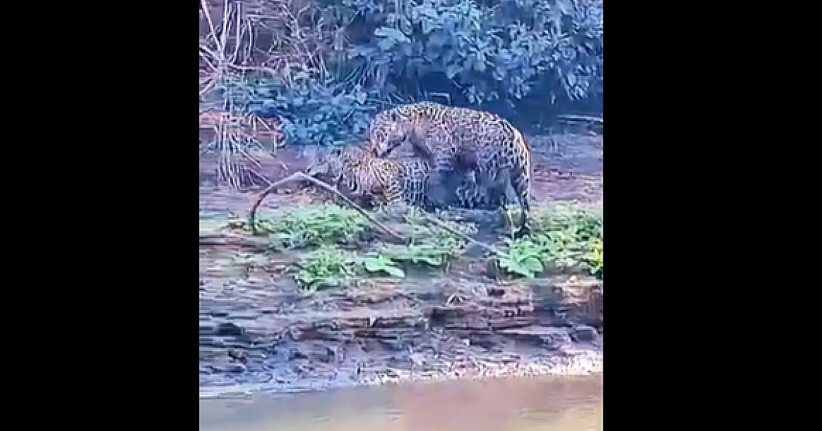 Casal de onça-pintada é flagrado em acasalamento à margem do rio Miranda