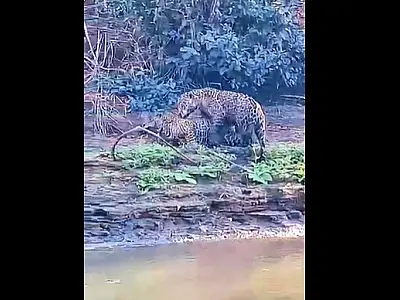 Casal de onça-pintada é flagrado em acasalamento à margem do rio Miranda