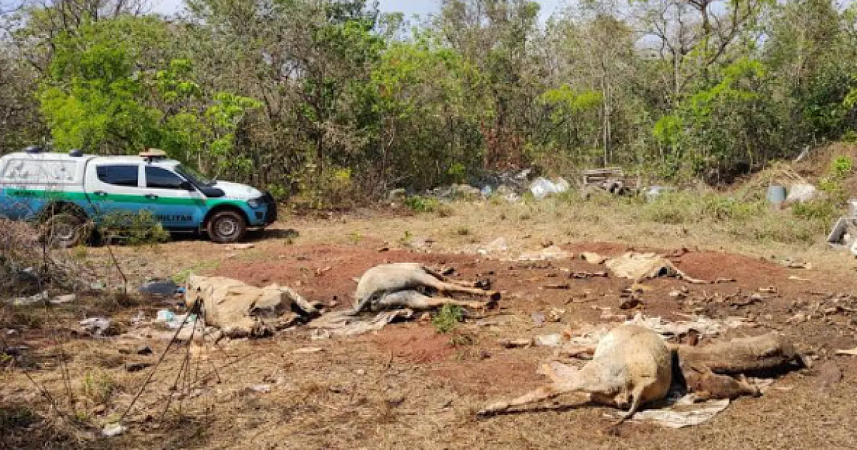 Mulher é multada em R$ 10 mil por crimes ambientais em área de reserva