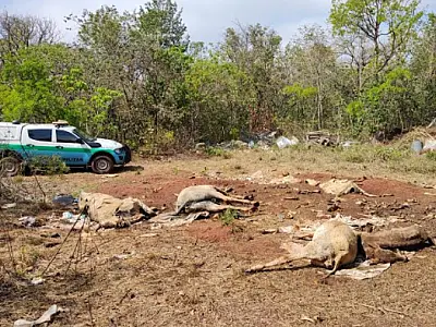 Mulher é multada em R$ 10 mil por crimes ambientais em área de reserva