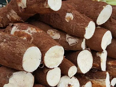 Mandioca é produto destaque de produção no estado e o mais vendido na Ceasa de MS