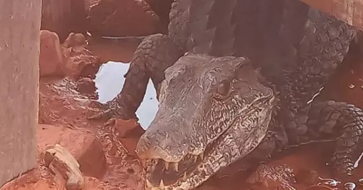 Jacaré de 80 centímetros é encontrado em mineradora de Corumbá