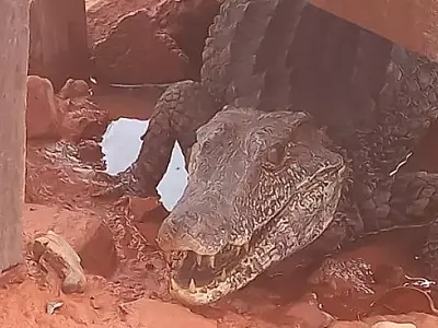 Jacaré de 80 centímetros é encontrado em mineradora de Corumbá