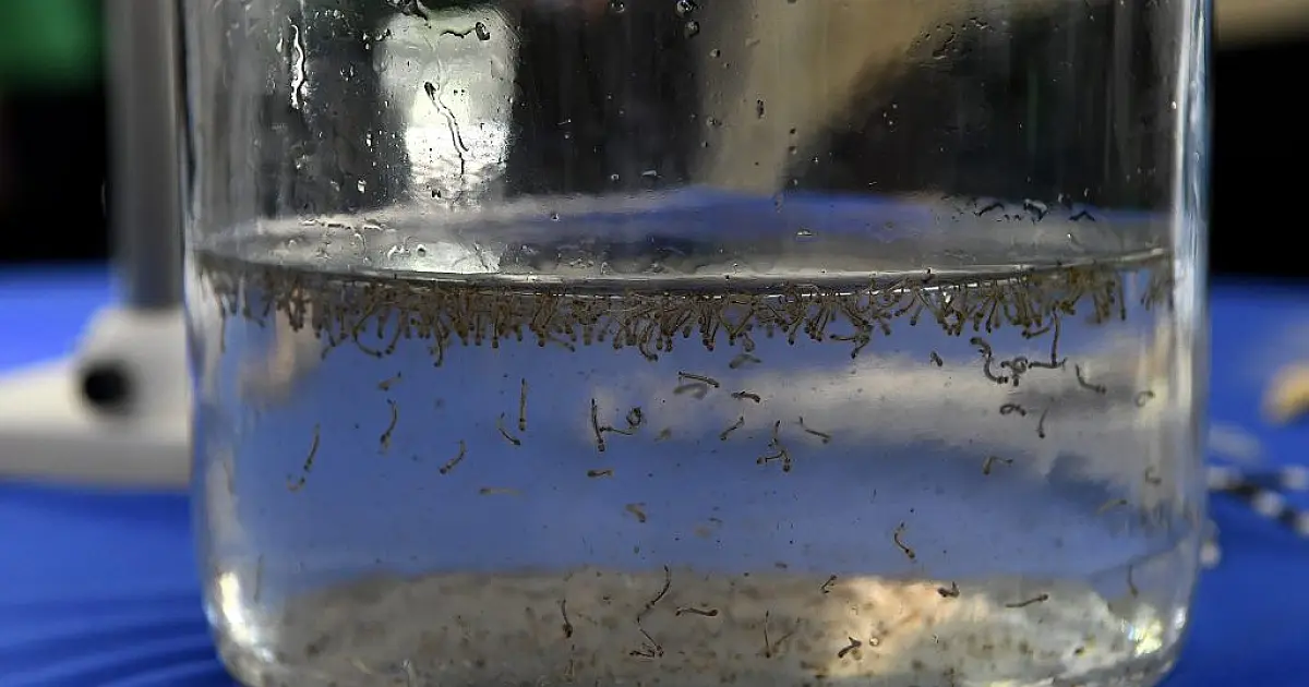 MS registra quase 10 mil casos confirmados e 30 mortes por chikungunya
