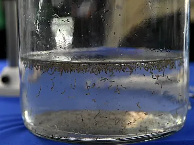 MS registra quase 10 mil casos confirmados e 30 mortes por chikungunya
