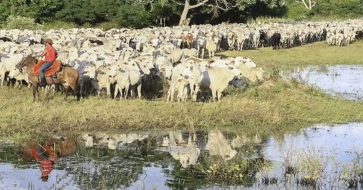Estudo aponta que 48% do solo de MS é utilizado para pastagem