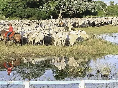 Estudo aponta que 48% do solo de MS é utilizado para pastagem
