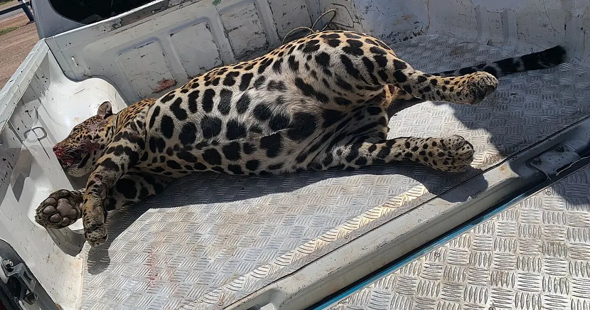 PMA de Miranda recolhe onça-pintada de 105 kg que foi atropelada na rodovia 262