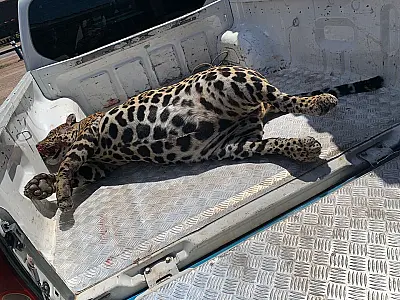 PMA de Miranda recolhe onça-pintada de 105 kg que foi atropelada na rodovia 262