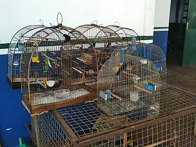 Homem é multado em R$ 4 mil por manter aves silvestres em cativeiro