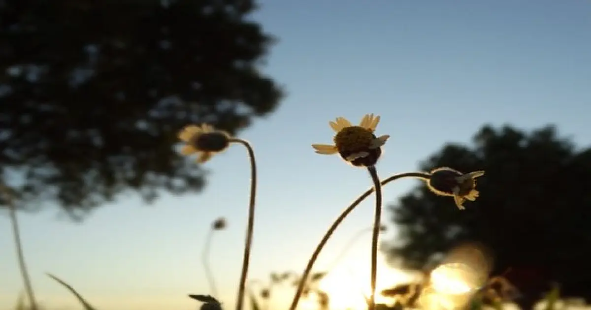 Quarta-feira será seca e com muito sol em Mato Grosso do Sul, aponta previsão do tempo