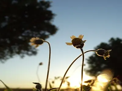 Quarta-feira será seca e com muito sol em Mato Grosso do Sul, aponta previsão do tempo