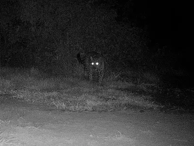 O que fazer se você encontrar uma onça no caminho?