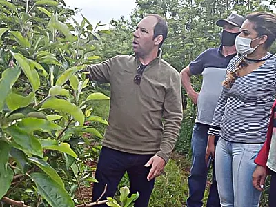 Lavouras de maça em SC e RS abrem 655 vagas para indígenas