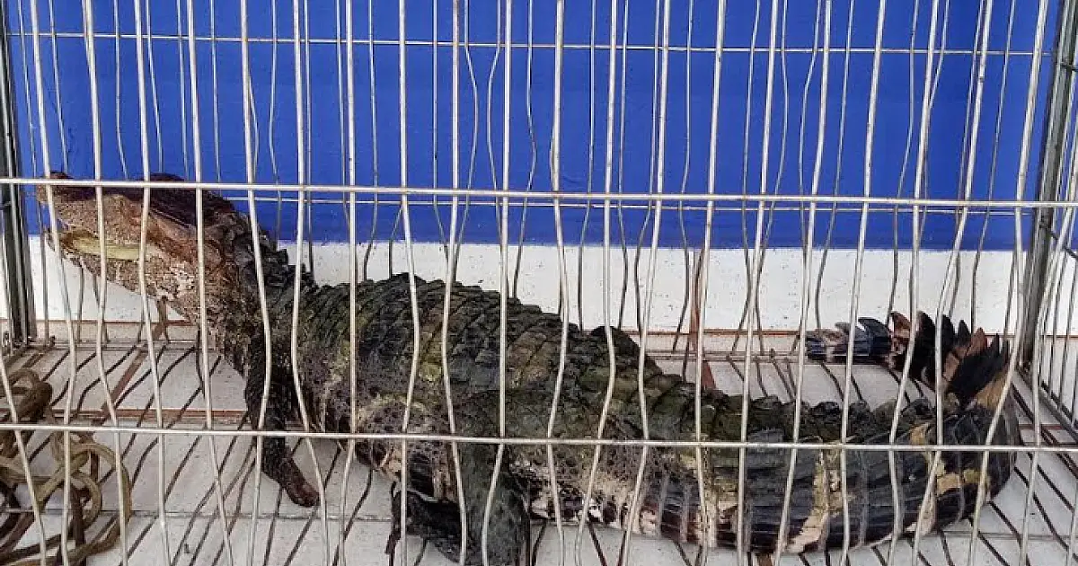 Homem se expõe ao perigo e socorre filhote de jacaré com as próprias mãos