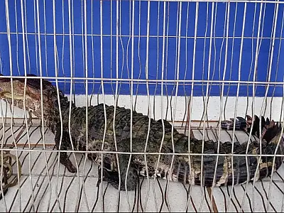 Homem se expõe ao perigo e socorre filhote de jacaré com as próprias mãos